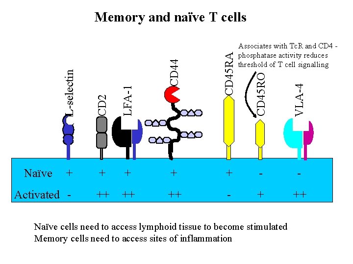 Memory and naïve T cells L-selectin LFA-1 CD 44 CD 2 CD 45 RA
