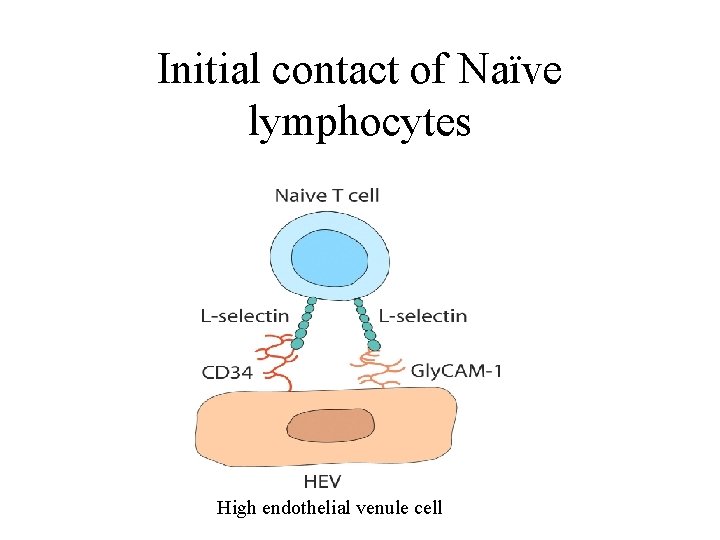 Initial contact of Naïve lymphocytes High endothelial venule cell 