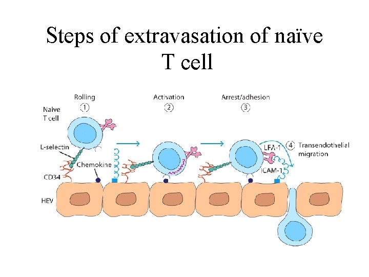 Steps of extravasation of naïve T cell 