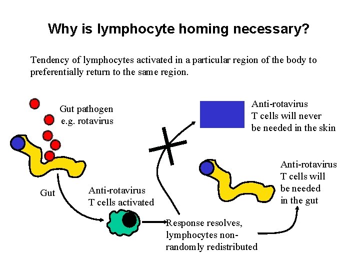 Why is lymphocyte homing necessary? Tendency of lymphocytes activated in a particular region of