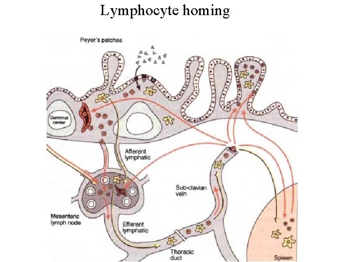 Lymphocyte homing 