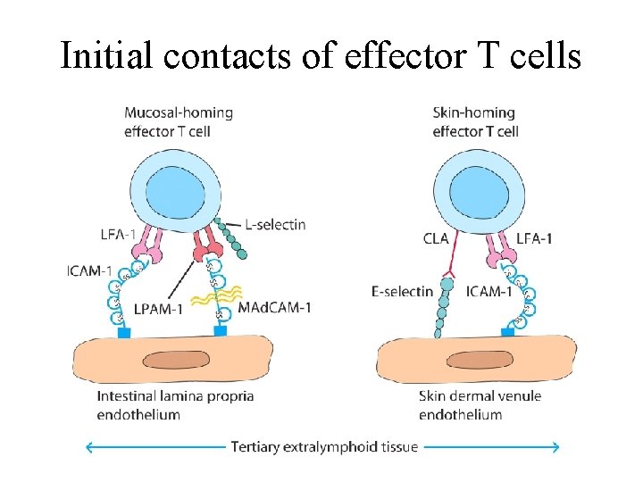 Initial contacts of effector T cells 