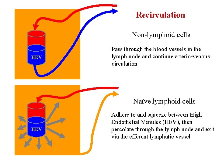Recirculation Non-lymphoid cells HEV Pass through the blood vessels in the lymph node and