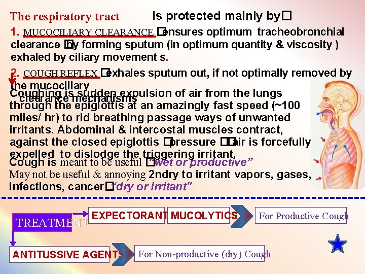The respiratory tract is protected mainly by� 1. MUCOCILIARY CLEARANCE � ensures optimum tracheobronchial