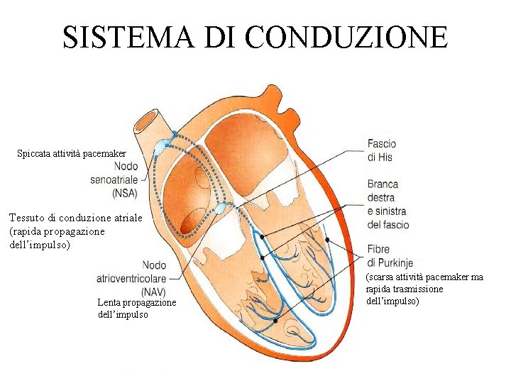 SISTEMA DI CONDUZIONE Spiccata attività pacemaker Tessuto di conduzione atriale (rapida propagazione dell’impulso) Lenta