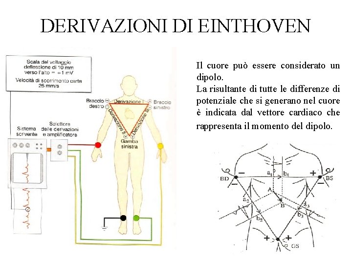 DERIVAZIONI DI EINTHOVEN Il cuore può essere considerato un dipolo. La risultante di tutte