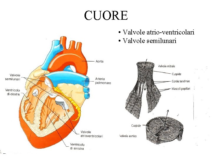 CUORE • Valvole atrio-ventricolari • Valvole semilunari 