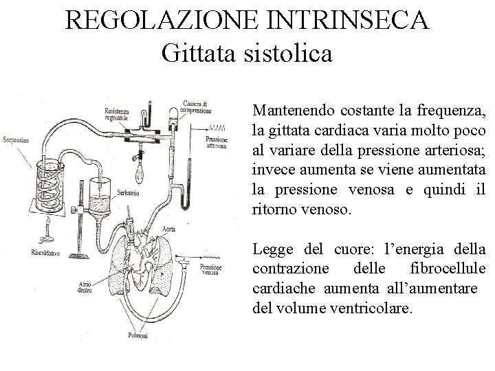 REGOLAZIONE INTRINSECA Gittata sistolica Mantenendo costante la frequenza, la gittata cardiaca varia molto poco