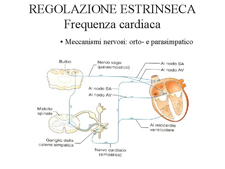 REGOLAZIONE ESTRINSECA Frequenza cardiaca • Meccanismi nervosi: orto- e parasimpatico 