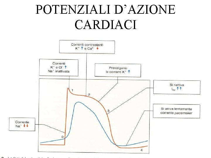 POTENZIALI D’AZIONE CARDIACI 