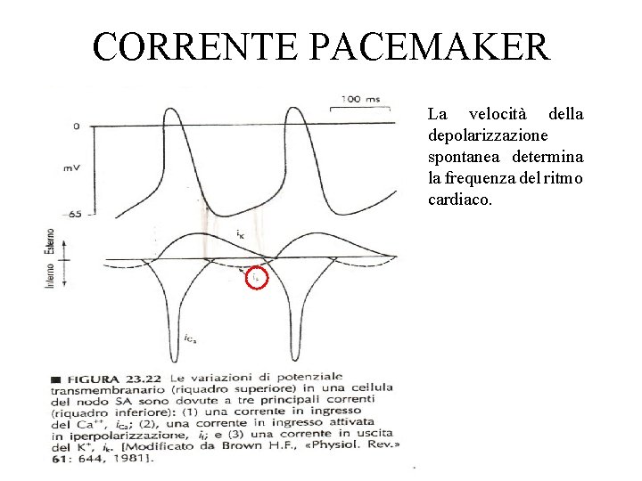 CORRENTE PACEMAKER La velocità della depolarizzazione spontanea determina la frequenza del ritmo cardiaco. 