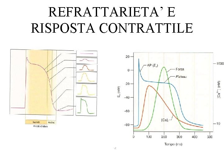 REFRATTARIETA’ E RISPOSTA CONTRATTILE 