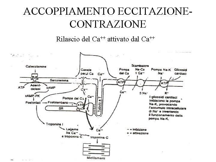 ACCOPPIAMENTO ECCITAZIONECONTRAZIONE Rilascio del Ca++ attivato dal Ca++ 