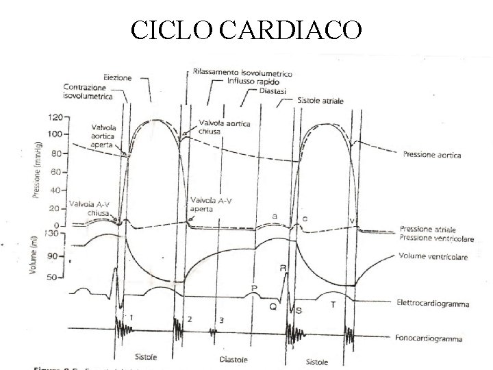 CICLO CARDIACO 