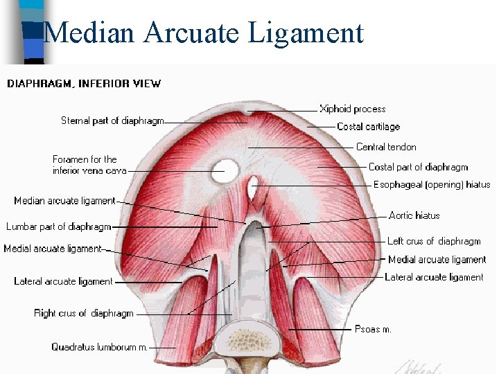 Median Arcuate Ligament 