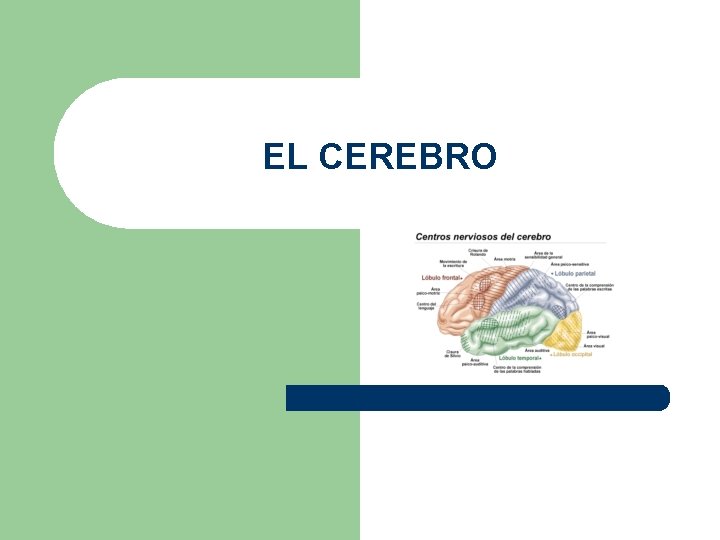 EL CEREBRO 
