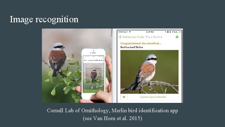 Image recognition Cornell Lab of Ornithology, Merlin bird identification app (see Van Horn et