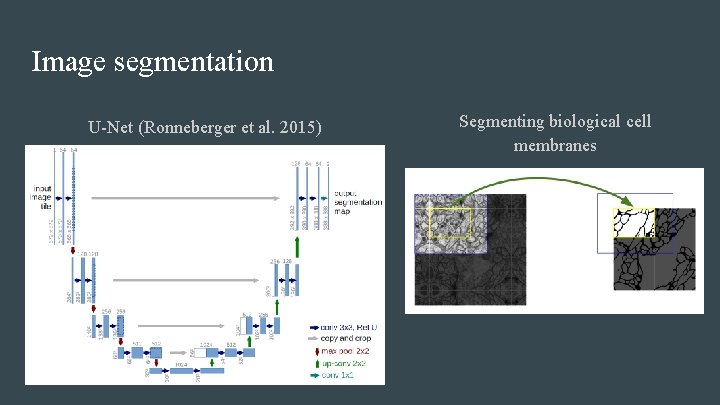 Image segmentation U-Net (Ronneberger et al. 2015) Segmenting biological cell membranes 
