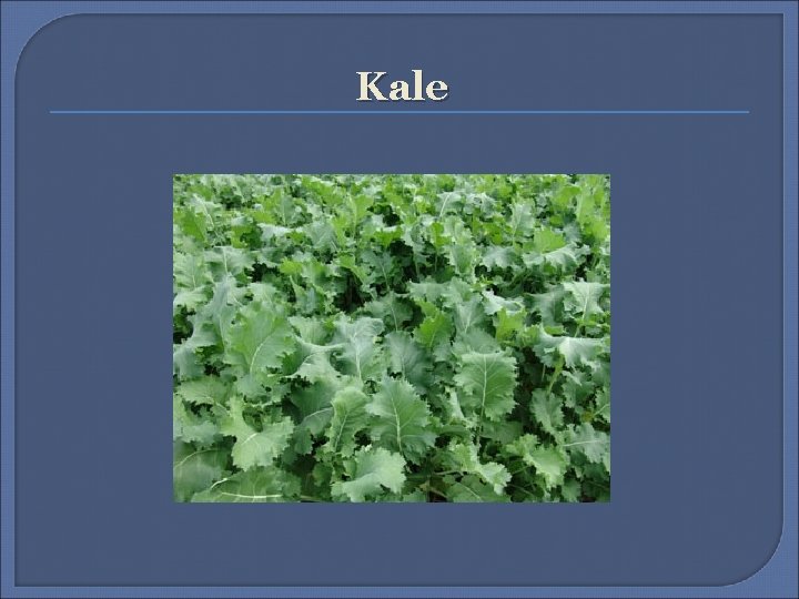 Kale 