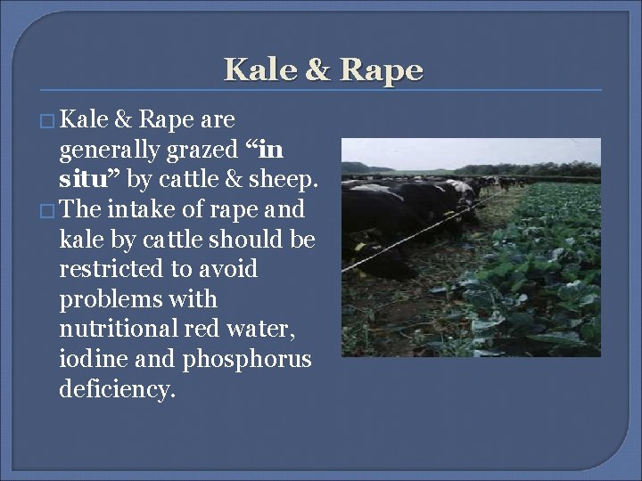 Kale & Rape � Kale & Rape are generally grazed “in situ” by cattle