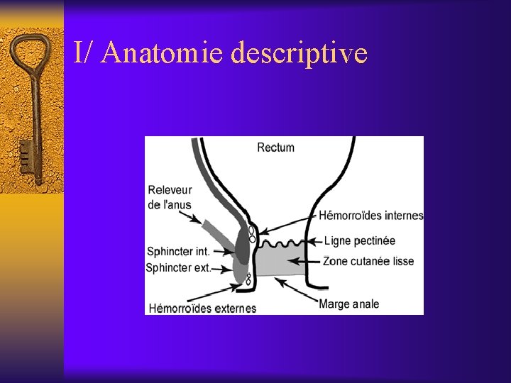 I/ Anatomie descriptive 