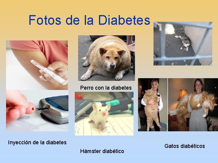 Fotos de la Diabetes Perro con la diabetes Inyección de la diabetes Hámster diabético