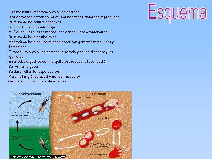 - Un mosquito infectado pica a una persona. - Los gérmenes entran en las