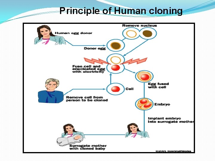 Principle of Human cloning 