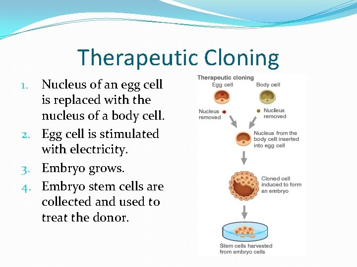Therapeutic Cloning Nucleus of an egg cell is replaced with the nucleus of a