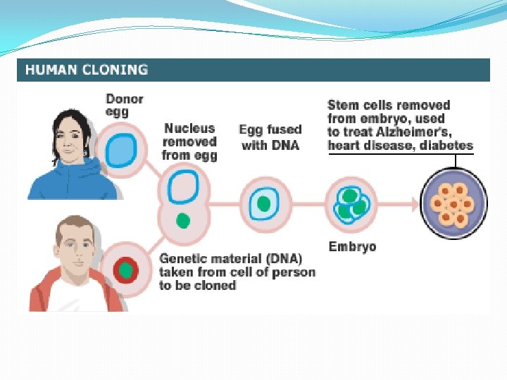 Клон клеток это. Запрет клонирования человека. Клонирование человека в России.