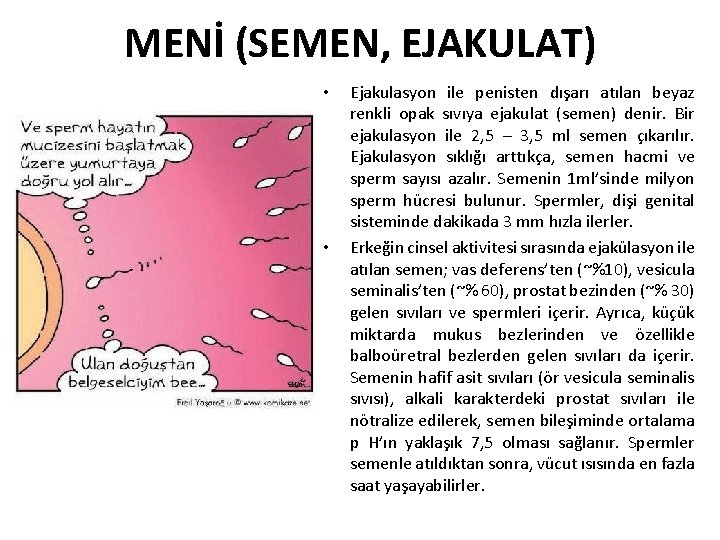 MENİ (SEMEN, EJAKULAT) • • Ejakulasyon ile penisten dışarı atılan beyaz renkli opak sıvıya