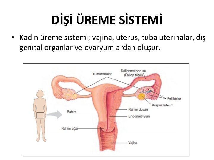 DİŞİ ÜREME SİSTEMİ • Kadın üreme sistemi; vajina, uterus, tuba uterinalar, dış genital organlar