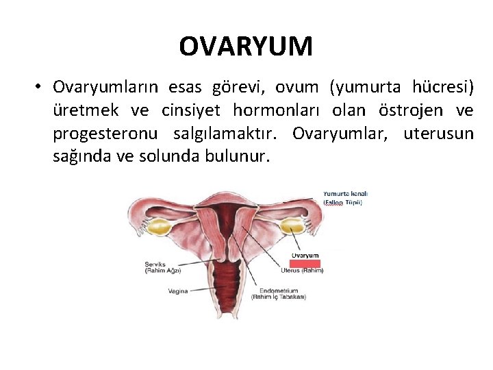 OVARYUM • Ovaryumların esas görevi, ovum (yumurta hücresi) üretmek ve cinsiyet hormonları olan östrojen