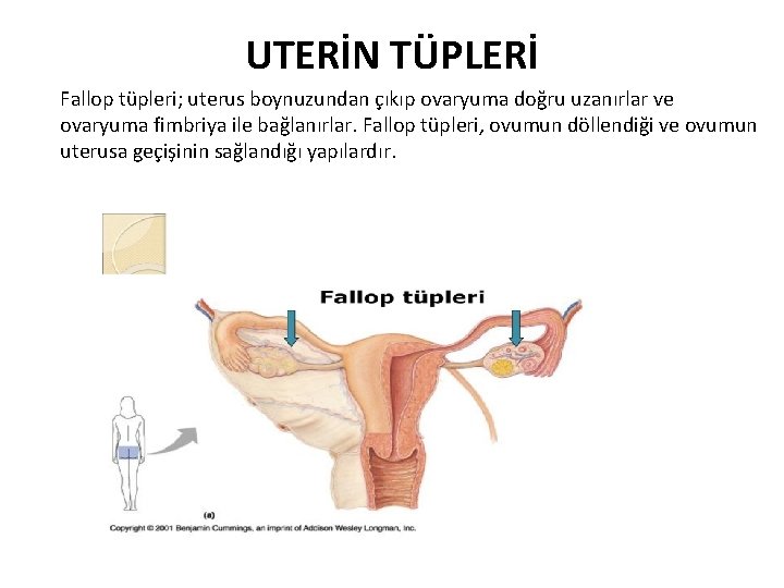 UTERİN TÜPLERİ Fallop tüpleri; uterus boynuzundan çıkıp ovaryuma doğru uzanırlar ve ovaryuma fimbriya ile