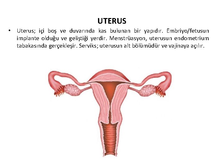 UTERUS • Uterus; içi boş ve duvarında kas bulunan bir yapıdır. Embriyo/fetusun implante olduğu