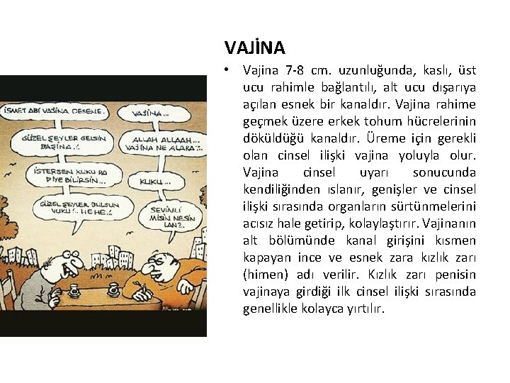 VAJİNA • Vajina 7 -8 cm. uzunluğunda, kaslı, üst ucu rahimle bağlantılı, alt ucu