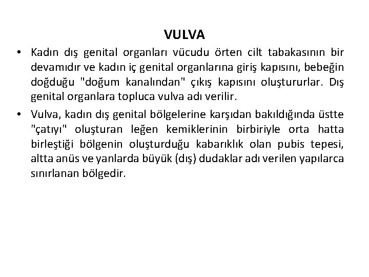 VULVA • Kadın dış genital organları vücudu örten cilt tabakasının bir devamıdır ve kadın