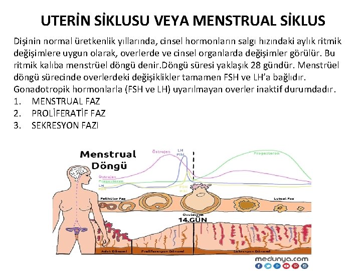 UTERİN SİKLUSU VEYA MENSTRUAL SİKLUS Dişinin normal üretkenlik yıllarında, cinsel hormonların salgı hızındaki aylık