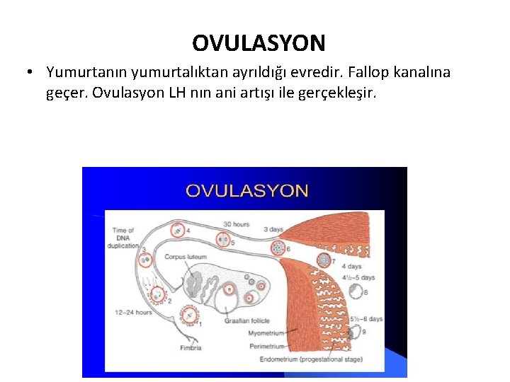 OVULASYON • Yumurtanın yumurtalıktan ayrıldığı evredir. Fallop kanalına geçer. Ovulasyon LH nın ani artışı
