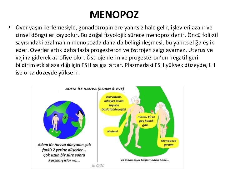 MENOPOZ • Over yaşın ilerlemesiyle, gonadotropinlere yanıtsız hale gelir, işlevleri azalır ve cinsel döngüler