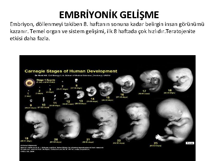 EMBRİYONİK GELİŞME Embriyon, döllenmeyi takiben 8. haftanın sonuna kadar belirgin insan görünümü kazanır. Temel