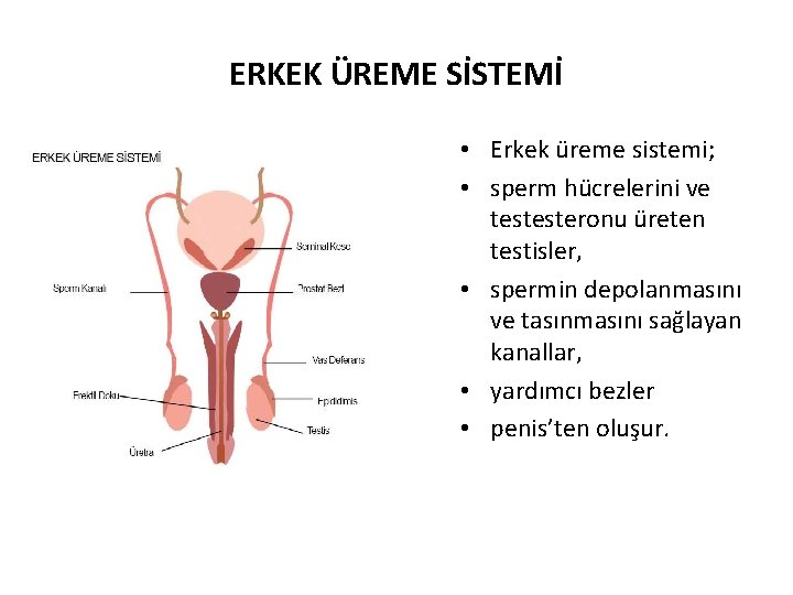 ERKEK ÜREME SİSTEMİ • Erkek üreme sistemi; • sperm hücrelerini ve testesteronu üreten testisler,