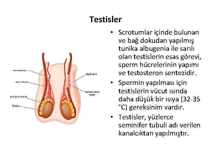 Testisler • Scrotumlar içinde bulunan ve bağ dokudan yapılmış tunika albugenia ile sarılı olan