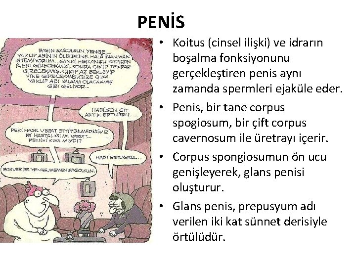 PENİS • Koitus (cinsel ilişki) ve idrarın boşalma fonksiyonunu gerçekleştiren penis aynı zamanda spermleri