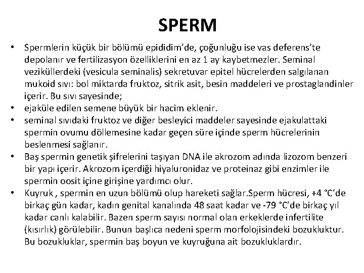 SPERM • Spermlerin küçük bir bölümü epididim’de, çoğunluğu ise vas deferens’te depolanır ve fertilizasyon