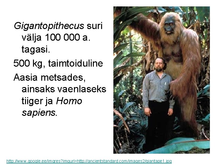 Gigantopithecus suri välja 100 000 a. tagasi. 500 kg, taimtoiduline Aasia metsades, ainsaks vaenlaseks