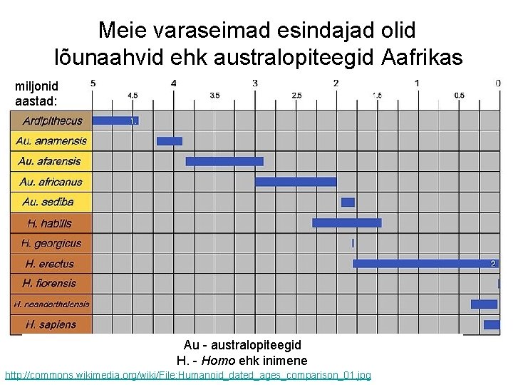 Meie varaseimad esindajad olid lõunaahvid ehk australopiteegid Aafrikas miljonid aastad: Au - australopiteegid H.