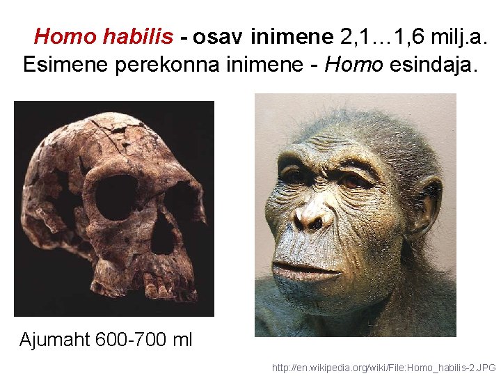  Homo habilis - osav inimene 2, 1… 1, 6 milj. a. Esimene perekonna