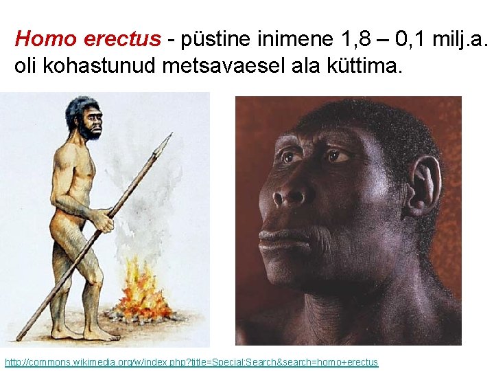 Homo erectus - püstine inimene 1, 8 – 0, 1 milj. a. oli kohastunud