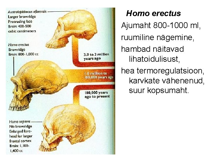 Homo erectus Ajumaht 800 -1000 ml, ruumiline nägemine, hambad näitavad lihatoidulisust, hea termoregulatsioon, karvkate